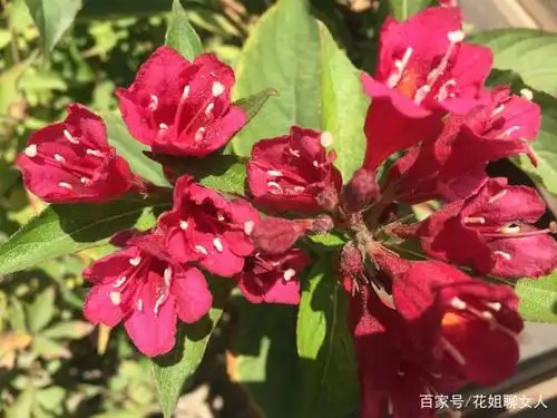 秋日里的花,清冽高冷,像极了三十岁的女人