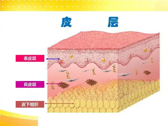 初中教育 语文 201010皮肤结构与功能课件ppt 皮 表皮层 层 真皮层 皮