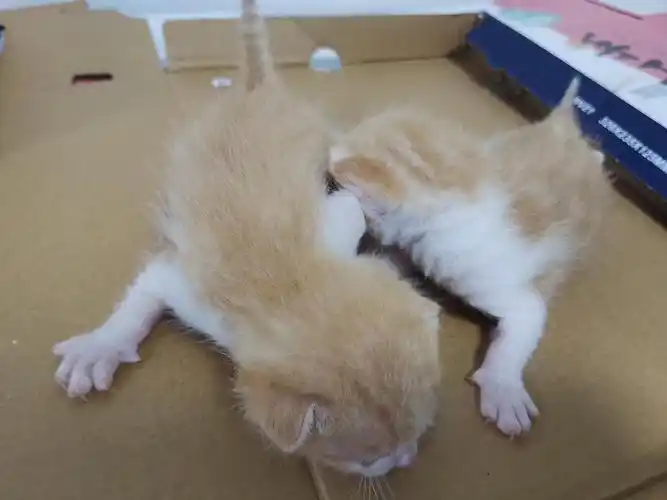 一些橘猫小时候多图多猫版