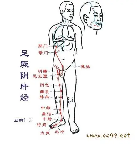 足厥阴肝经经络图走向图