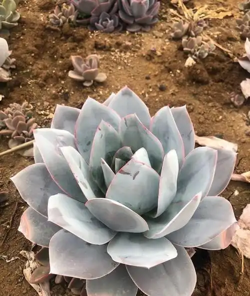 多肉三仙广寒宫竟然能长这么大直径25公分仙气十足