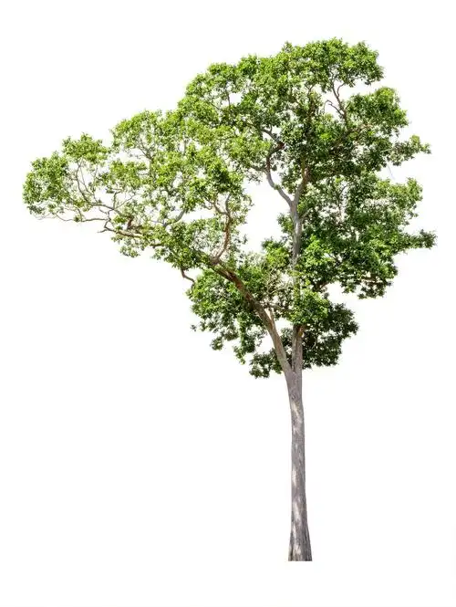 白底一棵树一棵松树绿叶树干植物