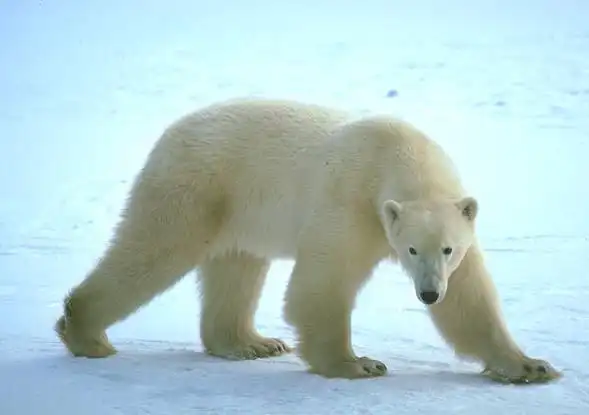 北极熊外表