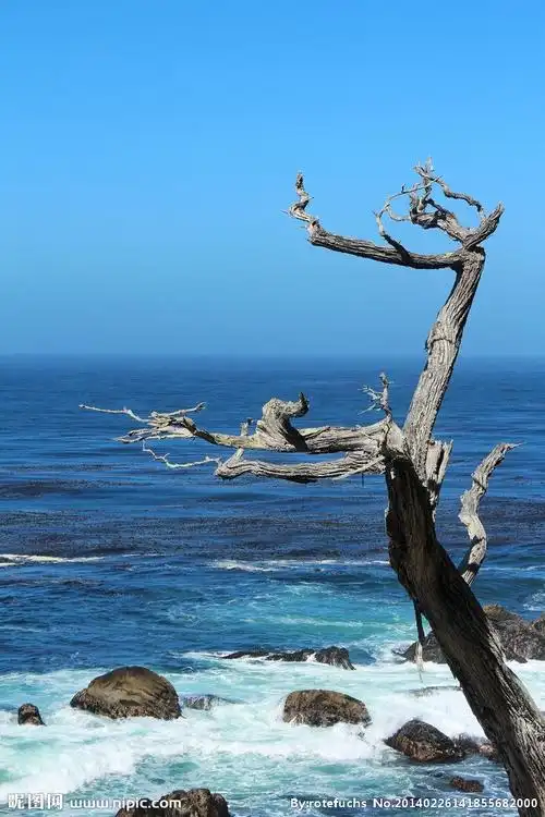 太平洋海岸图片