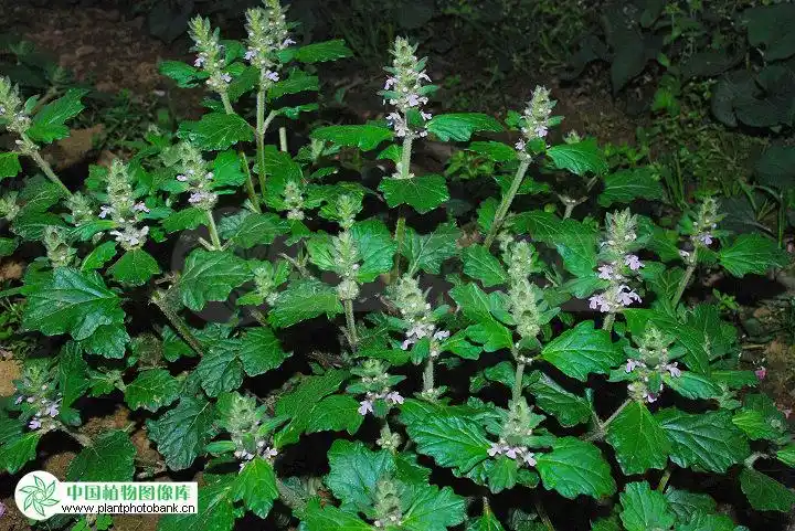 小燕子在我们家坐完窝之后,又飞走了 0回答 网纹瓜北方露地能种植吗 0