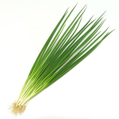 小香四季阳台蔬菜盆栽室内小葱高产香葱大田其它