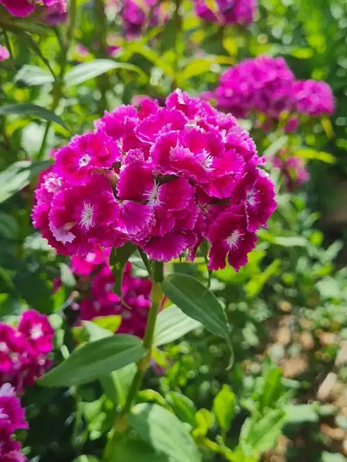 须苞石竹用德语怎么说