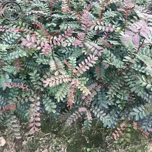 【紫油木树图片】_紫油木树图片大全-蜜罐蚁装修网