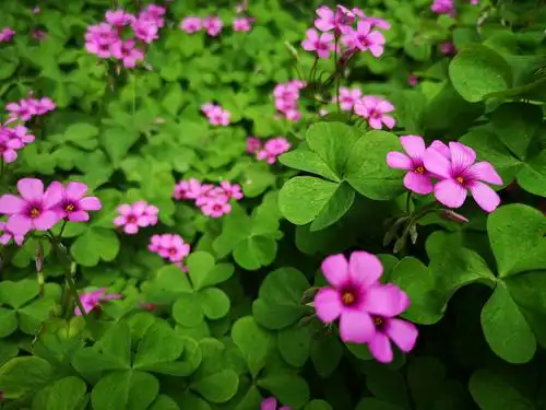 红花酢浆草(手机随拍)