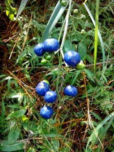 山菅室内喜阴花卉盆栽植物稀有本土绿植水陆绿植