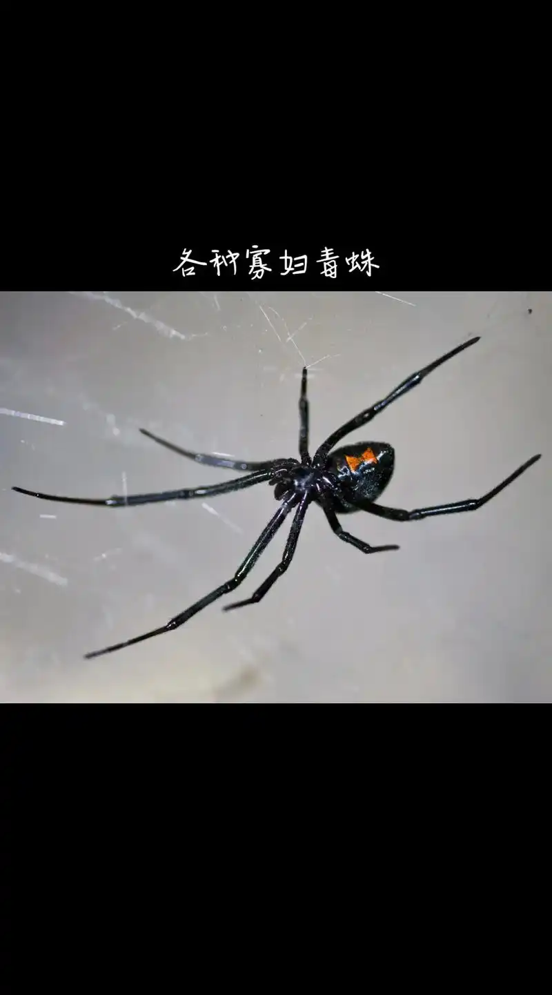 黑寡妇蜘蛛的毒性有多强呢?