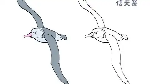 信天翁简笔画