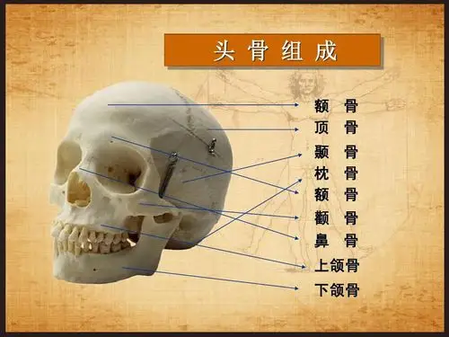 下颌的位置图片