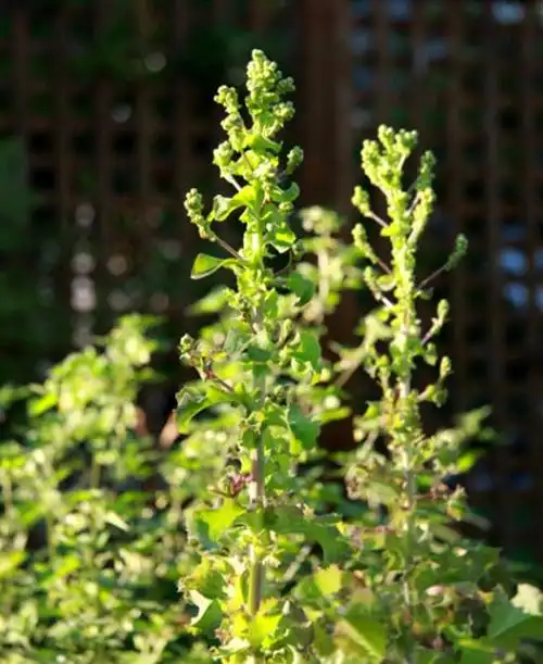 日月峡中草药:生菜籽