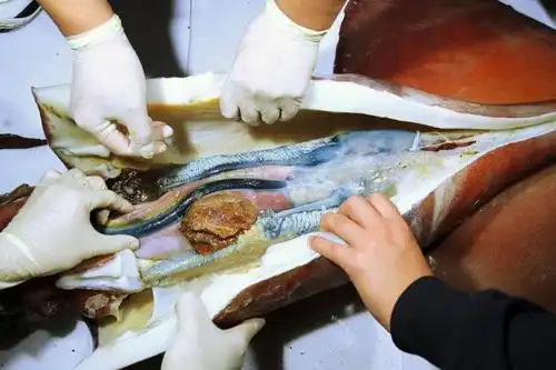 大鱿鱼 大解剖 | 中国国家地理网