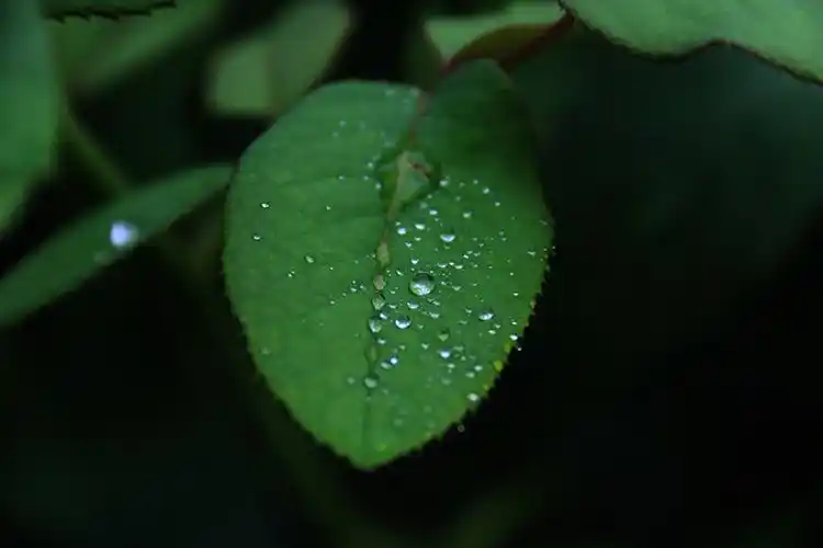 免费图片创业素材(197)高清树叶叶子露珠6