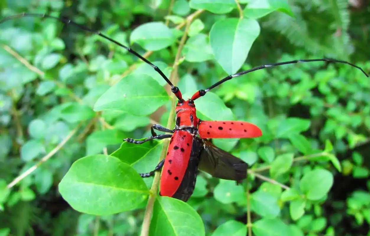 创作灵感 颜色天牛!#动物世界 #大山深处自然美 #户外拍 - 抖音