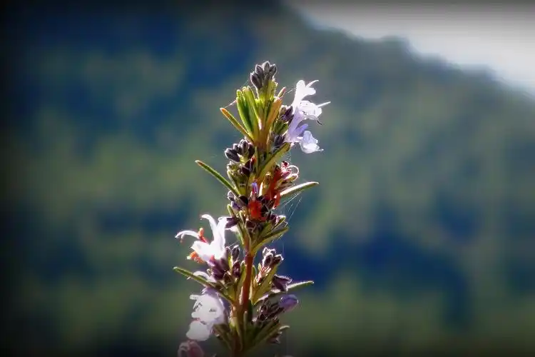 圣母的玫瑰——迷迭香高清壁纸