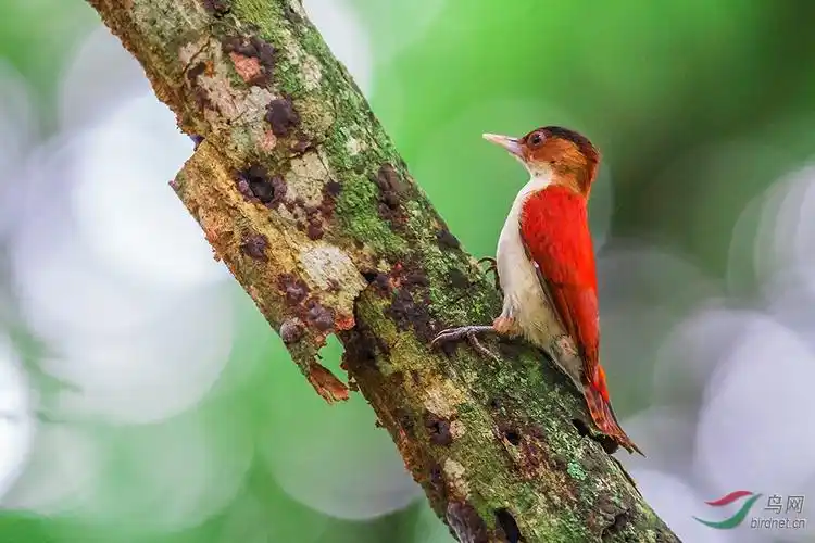 红背啄木鸟