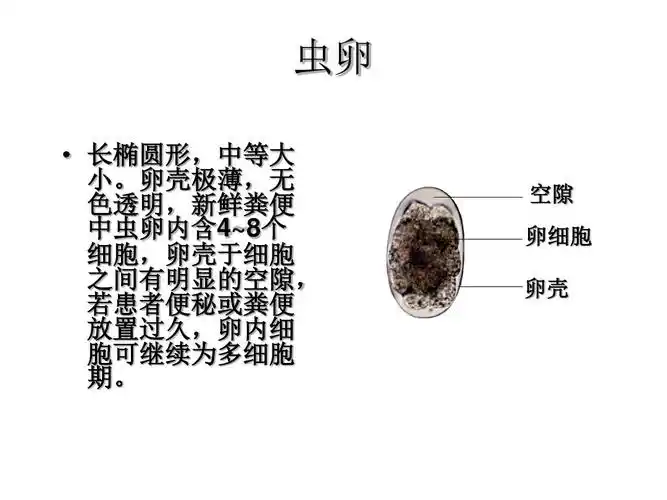 医药卫生 > 3 十二指肠钩虫和美洲钩虫要点寄生虫课件 线虫蠕虫 虫卵
