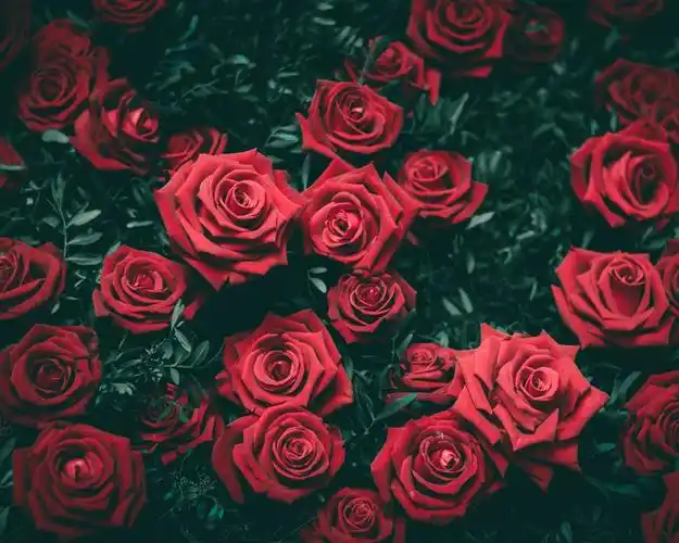 许多红玫瑰花,浪漫 1080x1920 iphone 8/7/6/6s plus 壁纸,图片,背景