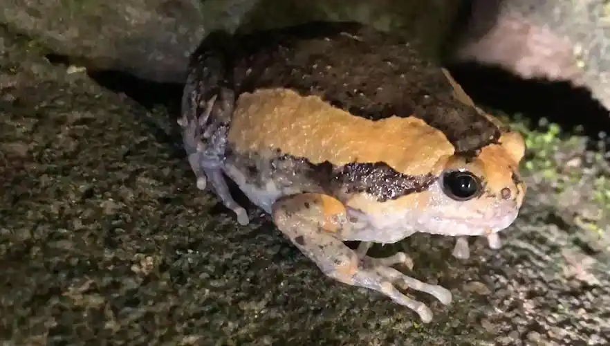 花狭口蛙,名字绕口,广州雨夜里牛叫一样的声音就是他发出来的