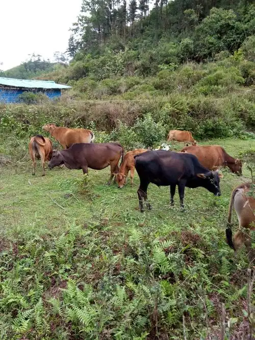 美味 牛肉小贴士:原味牛肉做法,在炒的过程中要偏猛火,偏多花生油,多