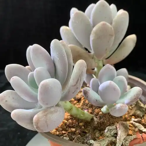 白美人老桩多肉植物精品绿植稀有品种盆栽室内阳台花卉