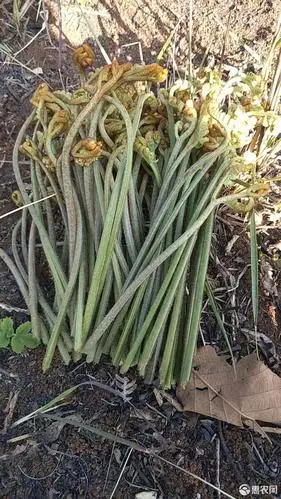 [野生蕨菜批发]生蕨菜 鲜货 价格1.2元/斤 - 惠农网