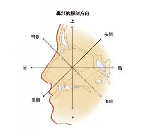 鼻部是一个三维立体结构,俊俏的鼻子必须鼻背,鼻根,鼻尖,鼻翼和鼻孔都