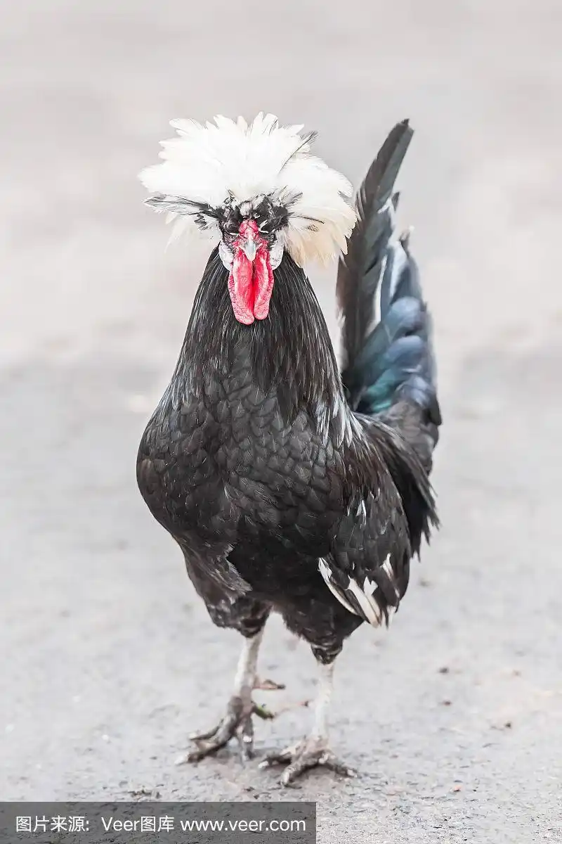 白冠黑公鸡