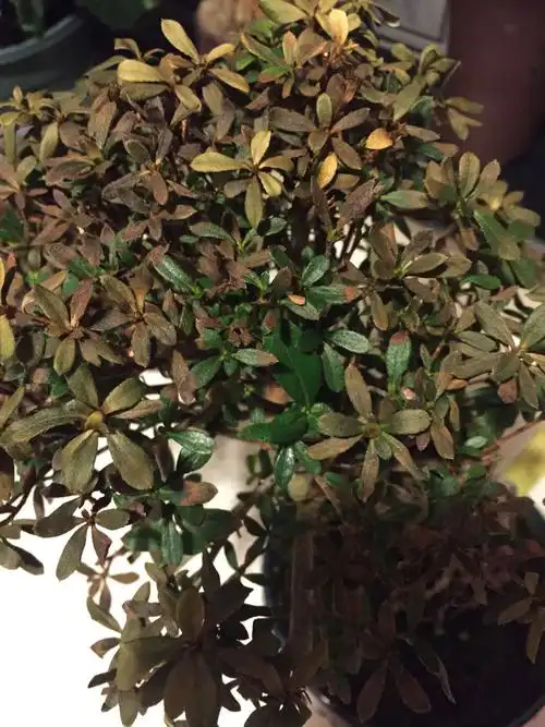 1个回答  匿名用户   2017-03-08   展开全部 杜鹃花叶子发黑,可能是