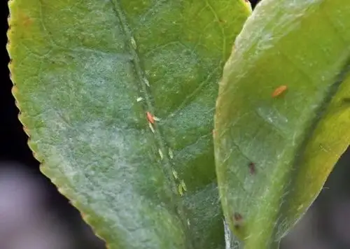 锉吸有痕的茶棍蓟马