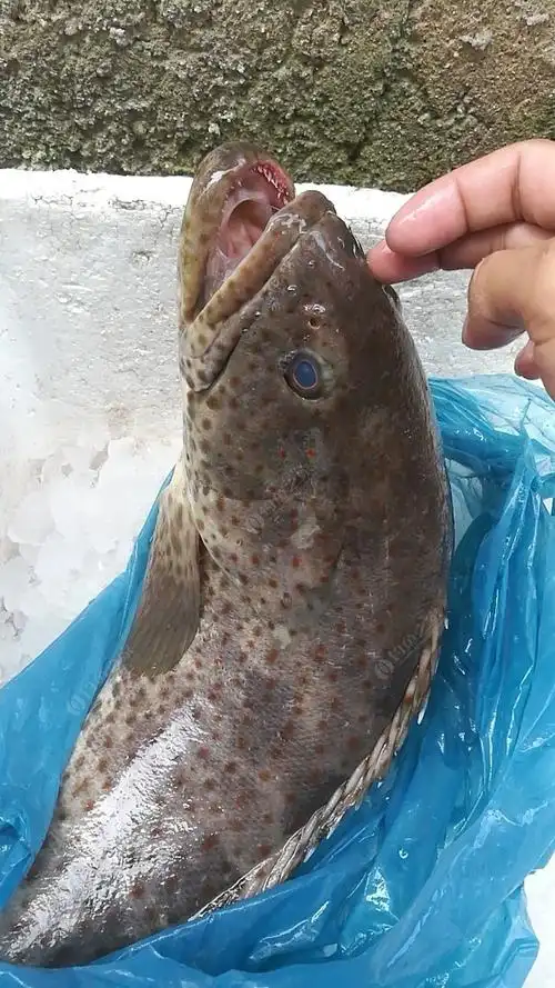 正宗野生海石斑鱼!鲜鲜鲜