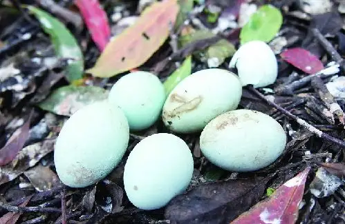 这是什么鸟蛋?山上捡的,很小