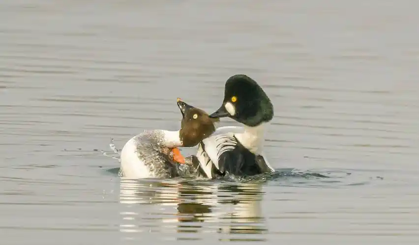原创高颜值水鸟鹊鸭的爱情生活