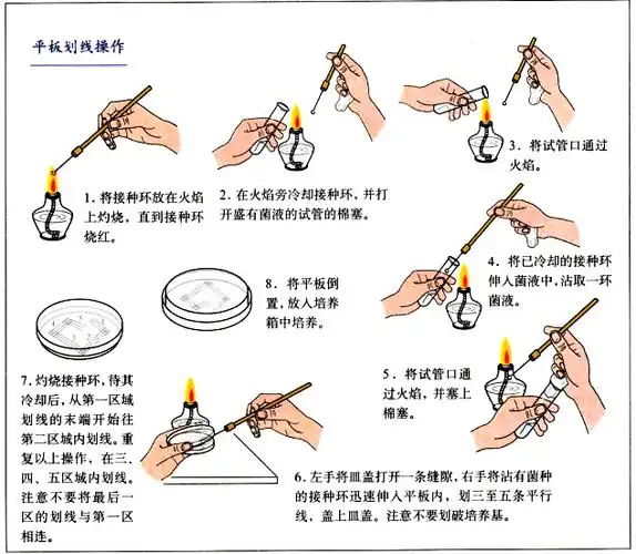 平板划线法和稀释涂布平板法各有什么优缺点_接种_菌落_培养基