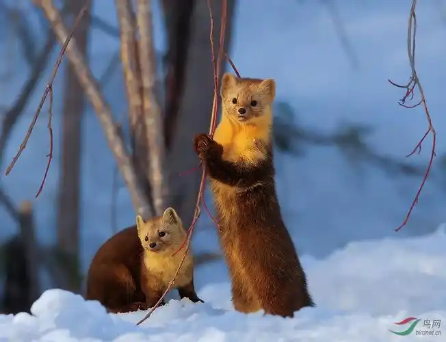 观望紫貂祝贺老师荣获首页精华