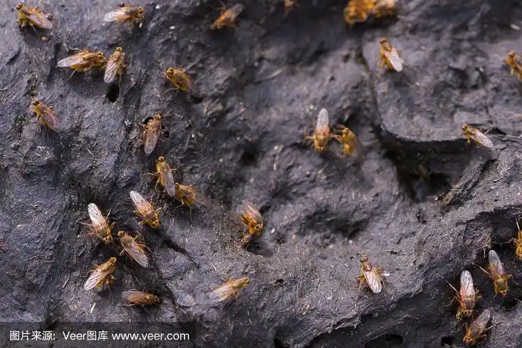 苍蝇在粪