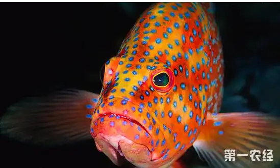 石斑鱼种类有哪些