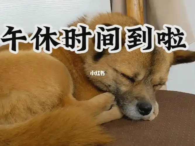 罗爷爷的动物园午休时间到啦