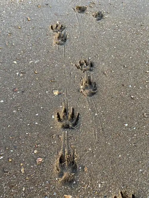 走近科学沙滩惊现神秘脚印