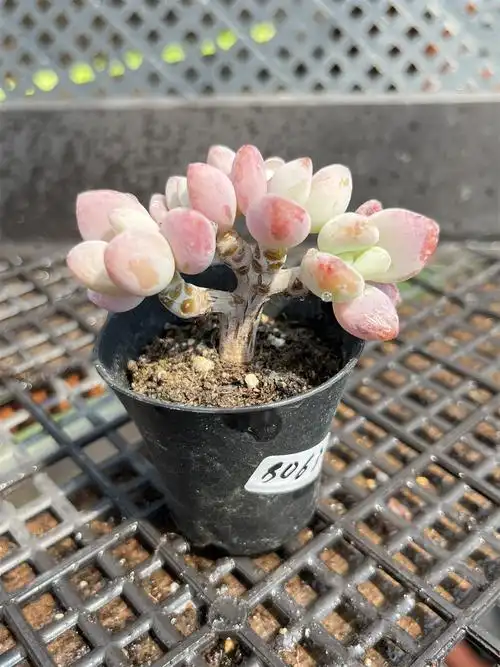 洛神多肉怎么繁殖(洛神多肉怎么繁殖最好)