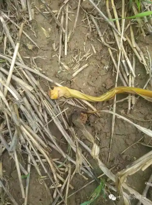 警惕玉米细菌性茎腐病图片来自邢台临西县