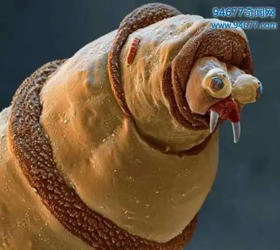 世界上最恐怖的外星寄生虫,残忍嗜血吞噬宿主的可怕生物