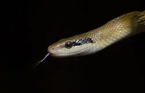 黑眉锦蛇,一种常见的体型较大的无毒蛇体长可以达到2.5米左右!