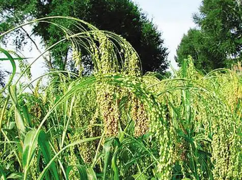 大黄米是什么大黄米有哪些做法