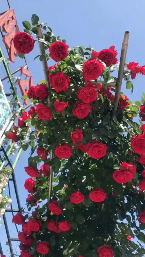 爬藤月季弗洛伦蒂娜大花浓香型