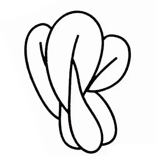 油菜简笔画图片 油菜铅笔画画法