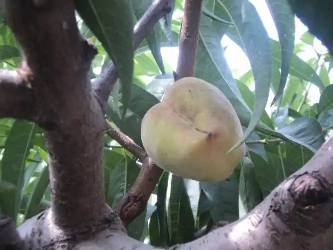 prunus persica atropurpurea